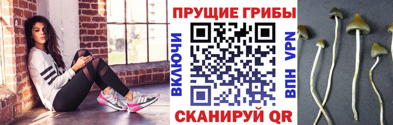 дарнет шоп  площадка наркотические препараты  Псилоцибиновые грибы ЛСД  Богданович 